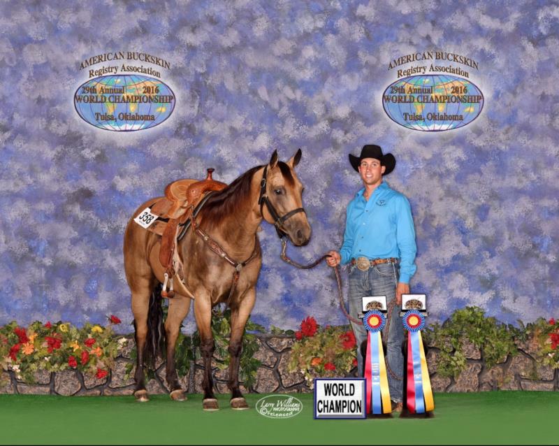 2016 American Buckskin World Champion